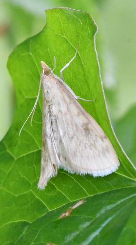 Réf. 303 744 : Ostrinia nubilalis